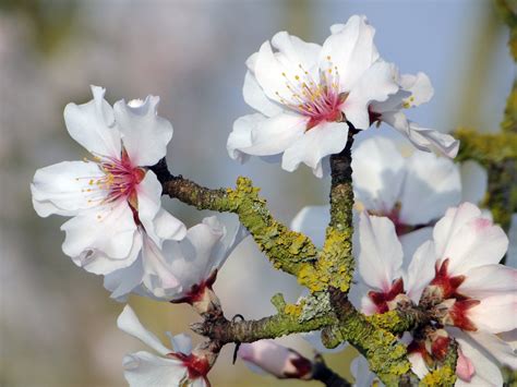 Free Images Nature Branch Flower Petal Bloom Food Produce