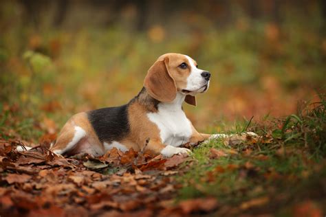 ¿cuáles Son Los Tipos De Beagle My Animals