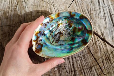 Abalone Shell Meaning And Spiritual Properties