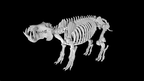 Hippo Skeleton 3d Model Rigged And Low Poly Team 3d Yard