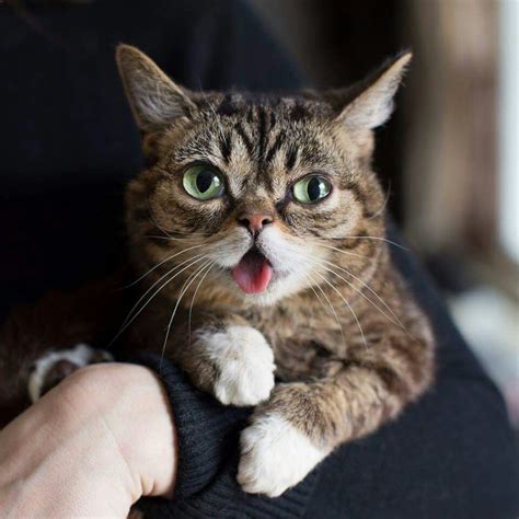 Lil Bub Cats And Kittens Bub The Cat Pets