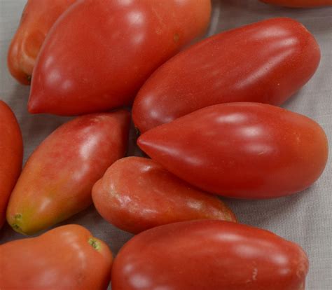Orange Icicle Tomato Seeds