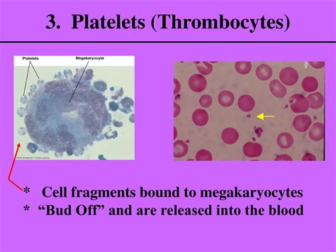 Ppt Physiology 441 Powerpoint Presentation Free Download Id6798536