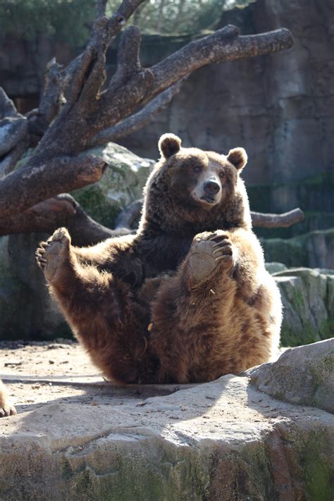 Free Images Wildlife Zoo Sitting Mammal Fauna Brown Bear