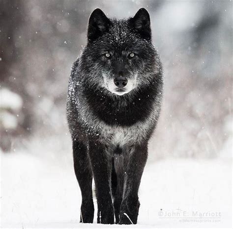 🔥 Former Alpha Wolf Of His Pack 🔥 Natureisfuckinglit Alpha Wolf Wolf Photography Wolf Pack