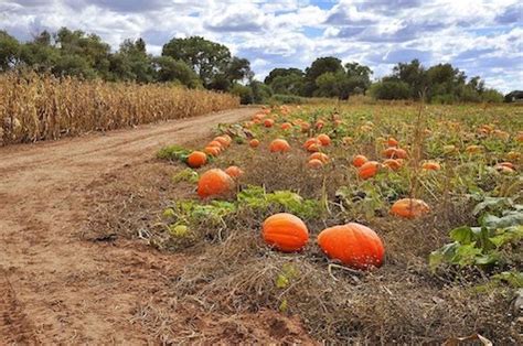 Where To Find The Best Pumpkin Patch In Arizona 12 Festive Fall Spots Arizona Journey