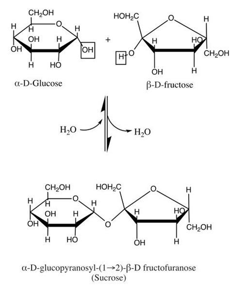 Sucrose Definition Structure Uses Biology Dictionary Biology