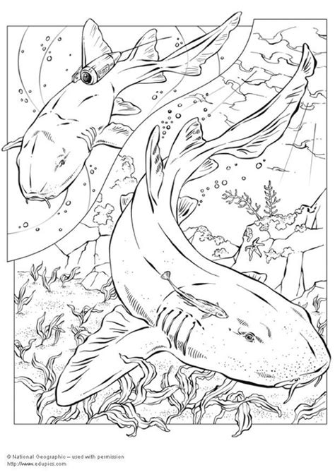 Dibujo Para Colorear Tiburones Dibujos Para Imprimir Gratis Img 5744