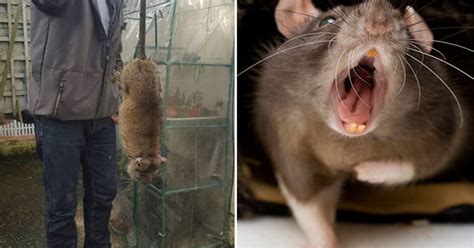 Brit Homes Invaded By Huge Monster Rats ‘climbing Into Babys Cot