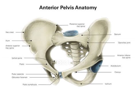 Pelvis Anatomy Anterior View