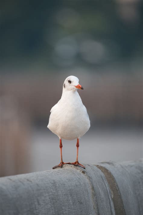 Premium Photo Cute Seagull Portrait