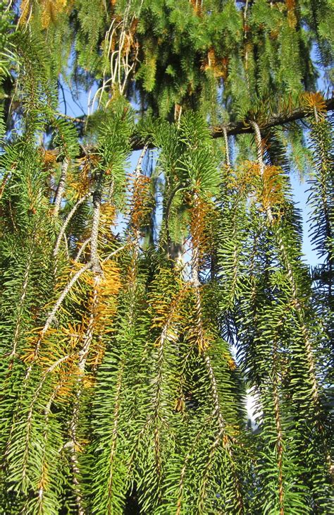 Princeton Nature Notes: Evergreen Trees, Deciduous Needles