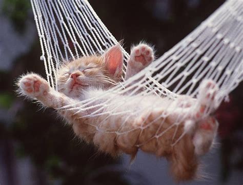 11 Adorable Summer Animals Who Are So Ready For The Sunshine