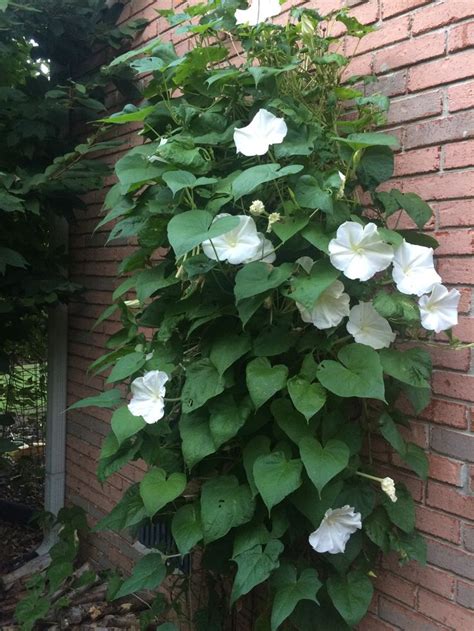 Moon Vine Plants Vines Greenhouse