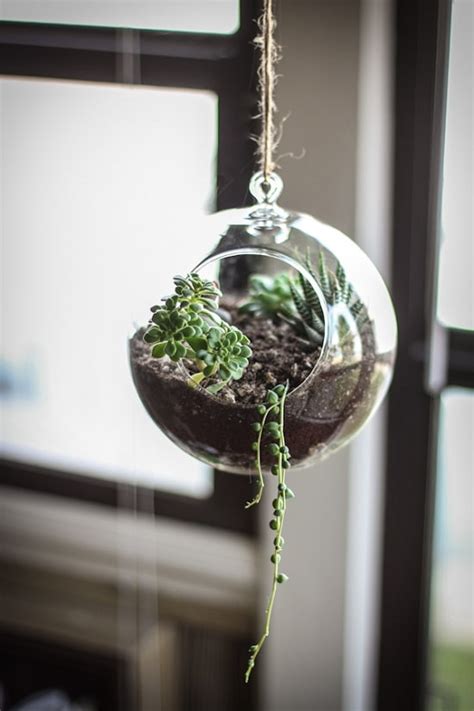 Growth rate and normal progression. 8 DIY Glass Globe Terrarium Recipes That You'll Love ...