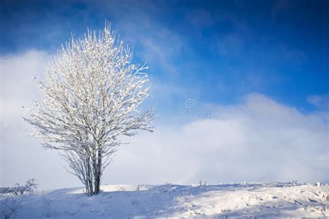 Winter Tree 2 Stock Photo Image Of Lonely Perspective 61821232