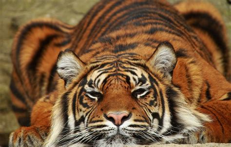 Sumatran Tiger Wallpapers Hd