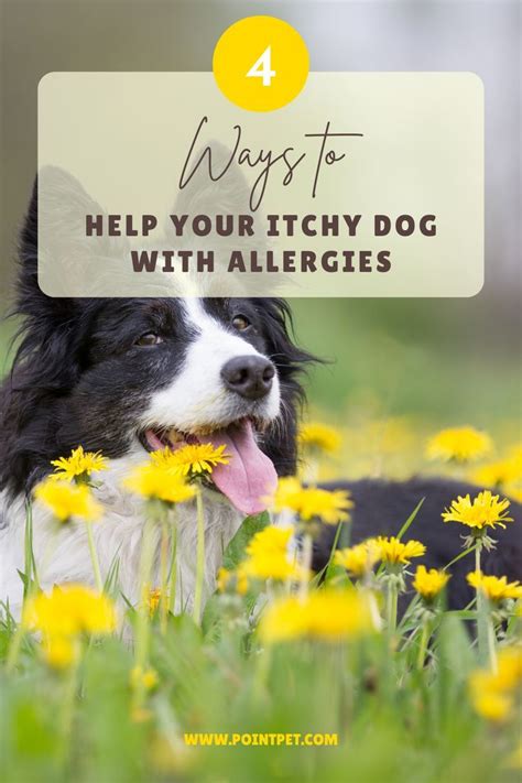 10 Signs Your Dog Has Seasonal Allergies Artofit