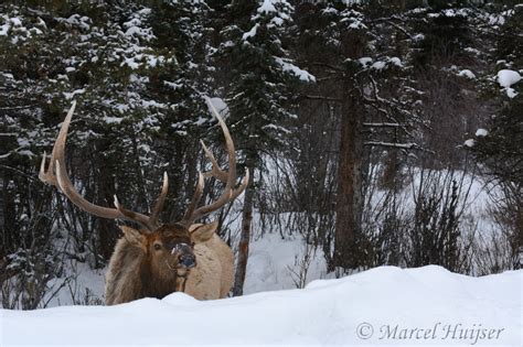 Marcel Huijser Photography Rocky Mountain Wildlife Bull Elk Cervus