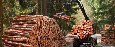 Illegal Logging And Deforestation Money Does Grow On Trees Arachnys