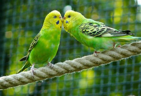 8 Top Friendly Pet Bird Species That Are Excellent Companions