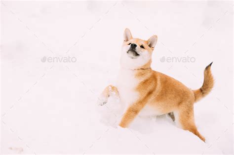 Young Japanese Small Size Shiba Inu Dog Play Outdoor In Snow Sn Stock