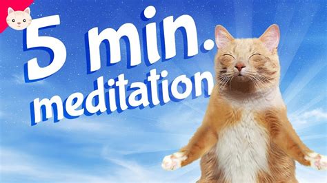 Cat Meditation 5 Minutes Youtube