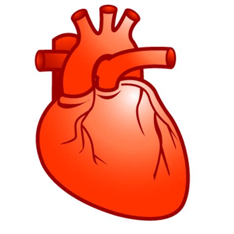 Human Heart Png Png Image Collection