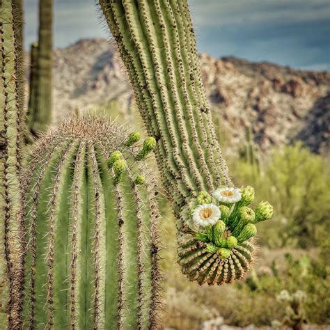 Saguaro Cactus Blooms In The Sonoran Desert Near Phoenix Arizona