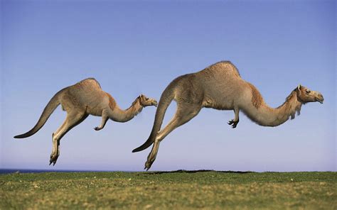 Is This Australias New Most Dangerous Creature Images