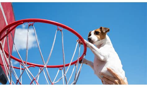 Basketball Dog Names 150 Popular Ideas