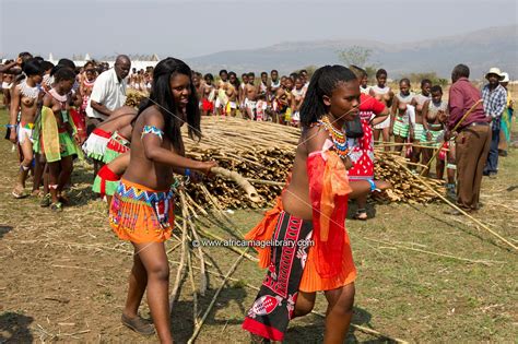 Photos And Pictures Of Zulu Maidens Deliver Reed Sticks To The King