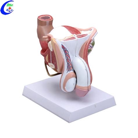 Reproductive System Male Genital Organ Model China Reproductive