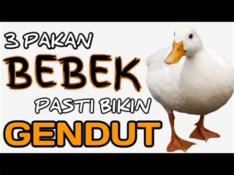 Pakan Bebek Pedaging Agar Cepat Besar Youtube