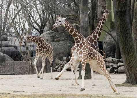 Photos Brookfield Zoo Giraffes Venture Outdoors For The First Time