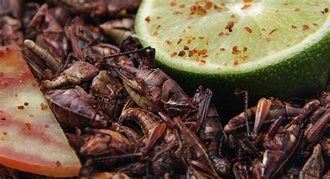 Viscosos Pero Sabrosos Insectos Comestibles Tradición Sabor Y