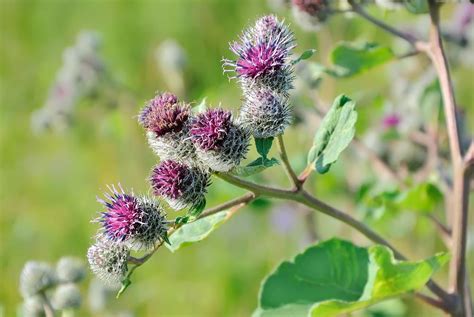 From Burns To Acne 7 Surprising Burdock Plant Uses Raise Your Garden