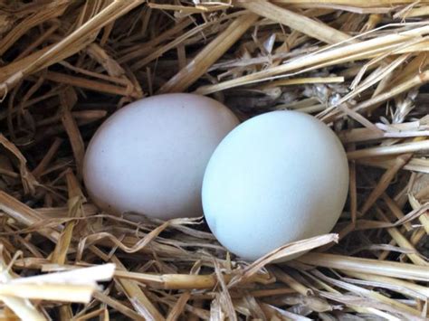 What To Know About Duck Eggs Hgtv