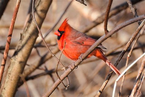 I'm beginning to wonder if there might be a common thread connecting our individual sightings of bald cardinals. Northern cardinal - Wikipedia