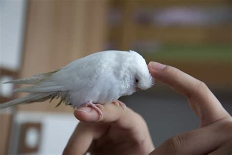 Your Guide To Your First Pet Albino Budgie Pethelpful