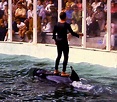 Hugo, Killer Whale @ Miami Seaquarium'73 - a photo on Flickriver