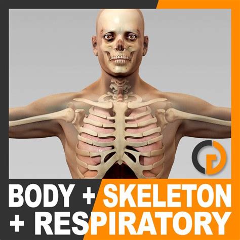 Artstation Human Male Body Respiratory System And Skeleton Anatomy