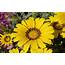 Gazania Yellow Petals Flower  Wallpapers13com