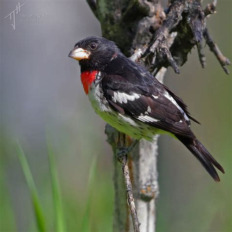 A Southern Alberta Birding Photo Album Summer 2019 Bird Canada