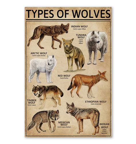Types Of Wolves Poster Types Of Wolves Animal Lover Animals