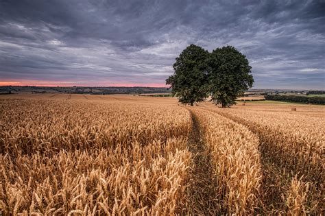 field, Landscape, Trees, Wheat Wallpapers HD / Desktop and ...