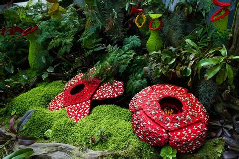 Table Of ContentsWhy Is Rafflesia Arnoldii So Special Why Is It So
