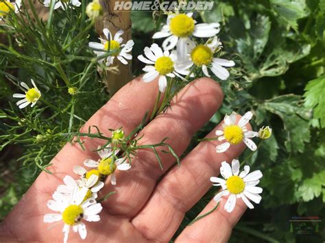 Chamomile Chamomile Growing Aromatic Plant Types Of Herbs