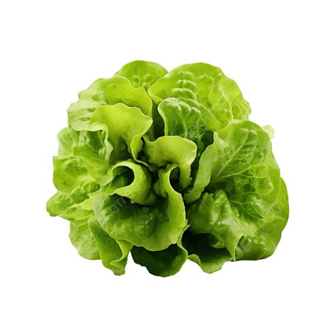 Lettuce Green Leafy Vegetables For A Healthy Salad Agriculture Plant