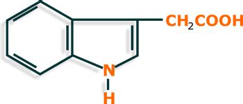 An introduction to product description. Indole, tryptophan, indole-3-acetic acid - Pharmacognosy ...